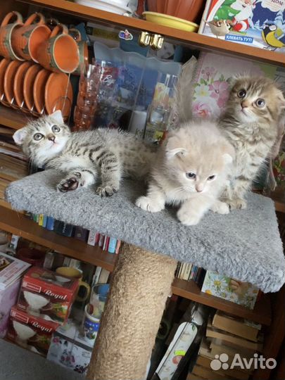 Вислоухие котята