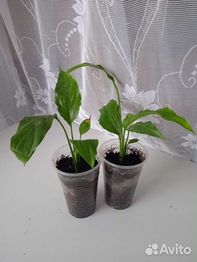 Спатифиллум