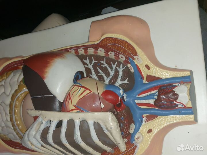 Анатомия человека макет