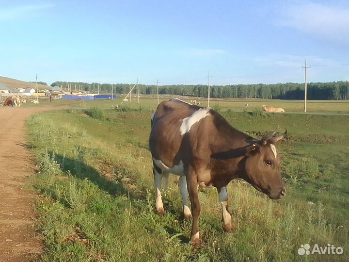 Продам корову