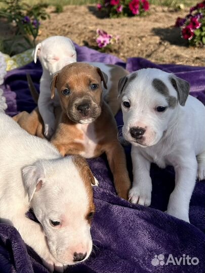 Щенки питбуля