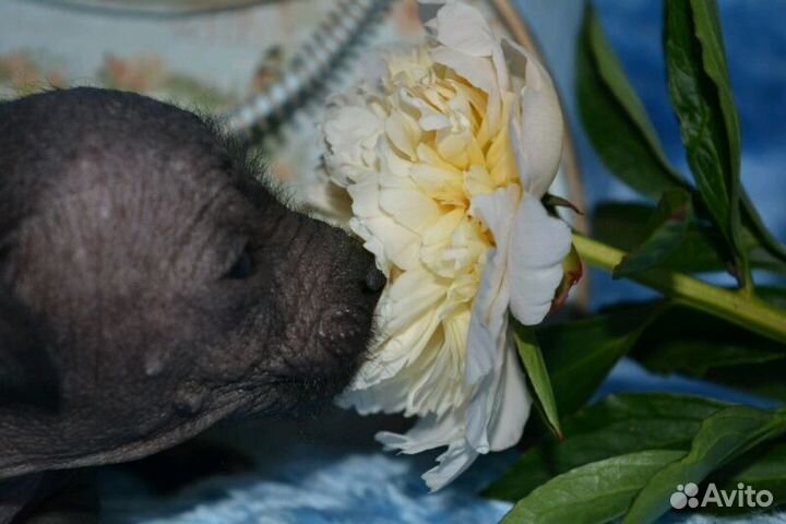 Звездные мексиканские голые мини