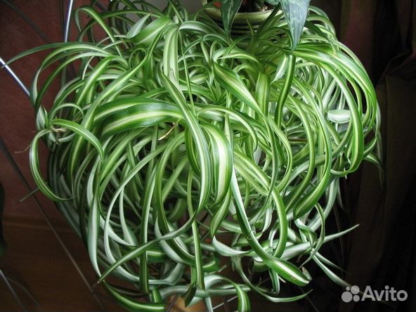 Хлорофитум бонни кудрявый детки