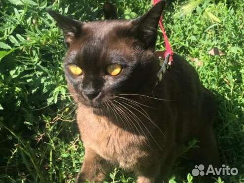 Европейская бурма