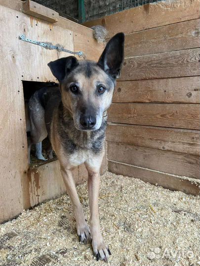 Взрослый Павлик давно ищет дом