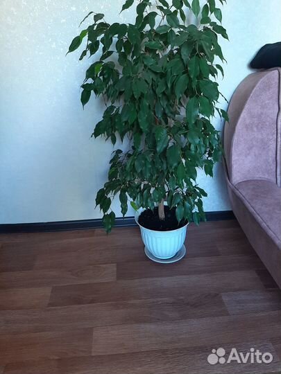 Фикус бенджамина