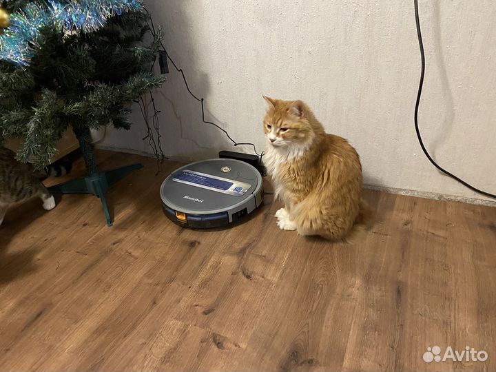 Курильский бобтейл в добрые руки