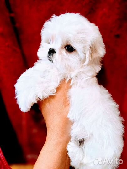 Мальтийская болонка микро девочка