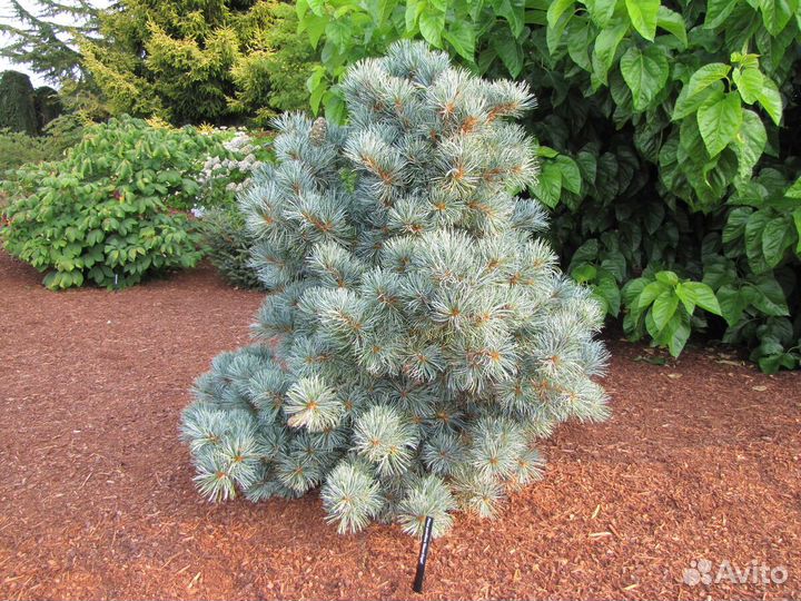 Pinus parviflora Blauer Engel 30+