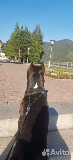 Амстафф вязка