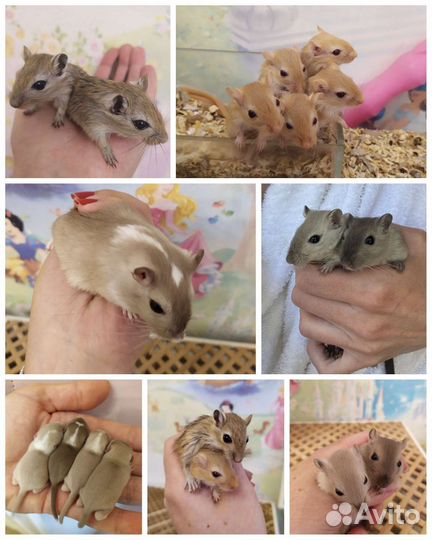 Монгольская песчанка разные окрасы