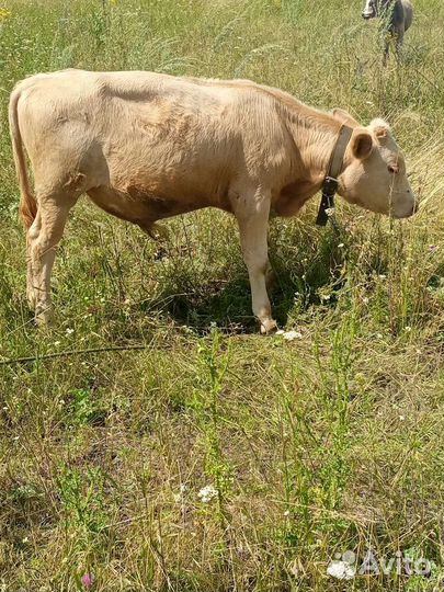 Келенок 6 мес