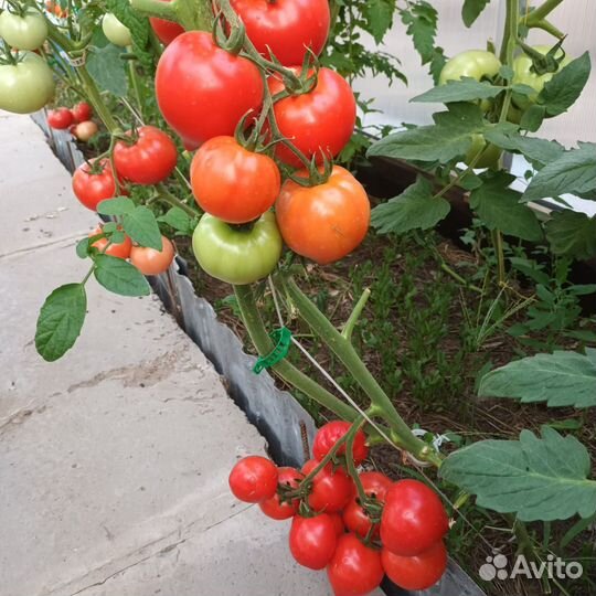 Помидоры