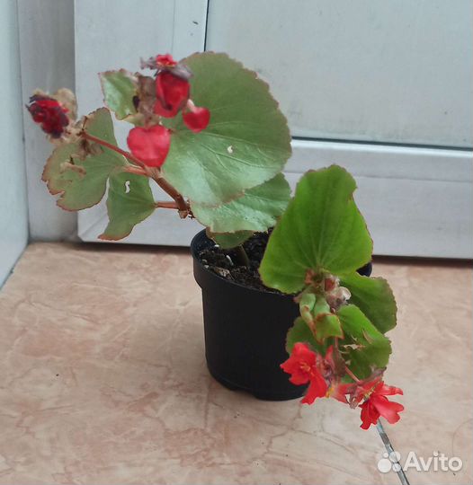 Бегония вечноцветущая