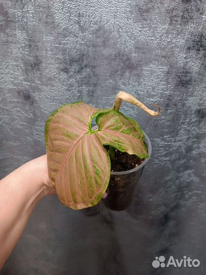 Комнатные растения цветы