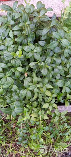 Цветы для сада