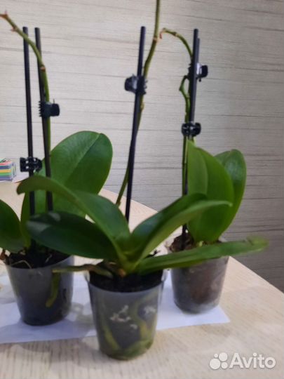 Орхидея фаленопсис мини микс