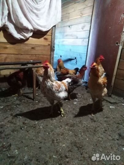 Петухи