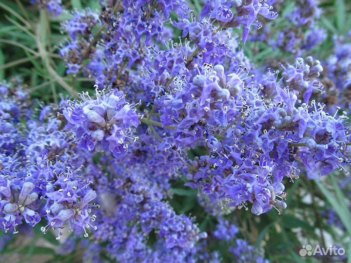 Прутняк (Витекс) Священный и Китайский, семена