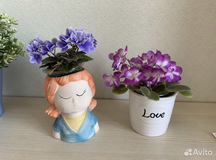 Мини и полумини фиалки