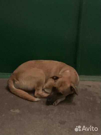 Собака в добрые руки