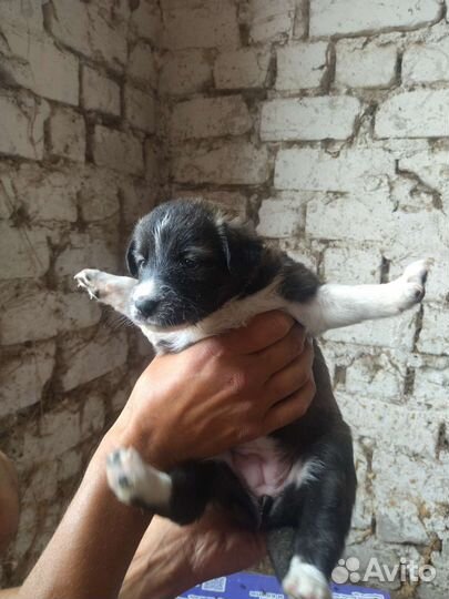 Щенок в добрые руки бесплатно