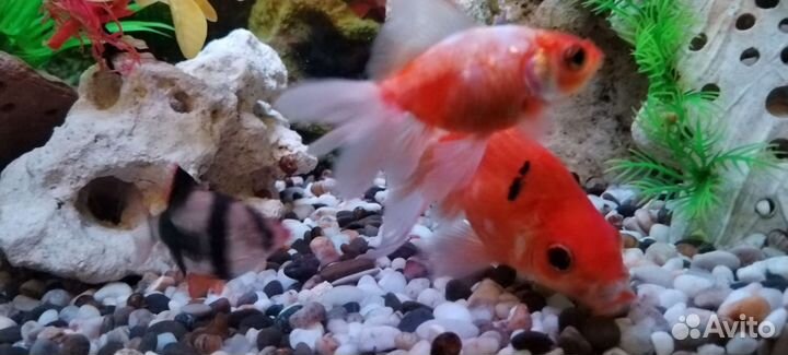 Золотая рыбка