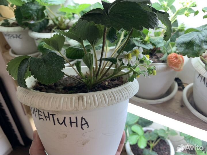 Рассада клубники Флорентина