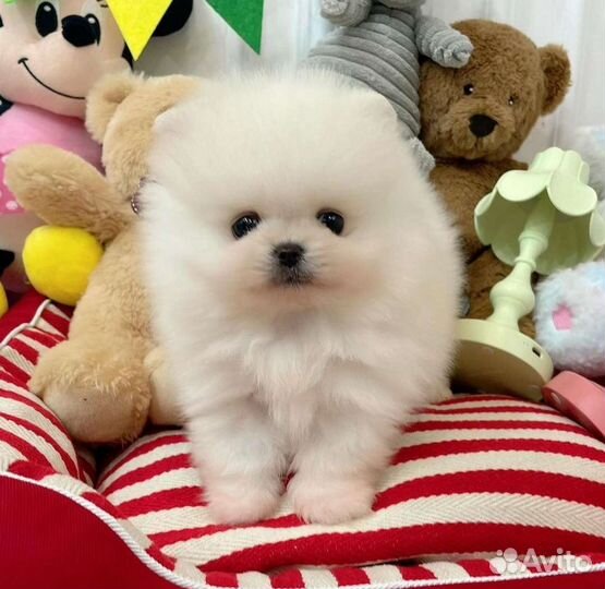 Мимишки Micro и Mini* Доставка/Самовывоз