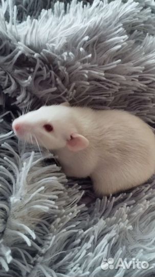 Породистые крысы дамбо