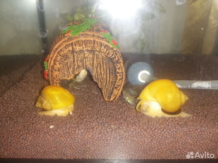 Улитки ампулярии