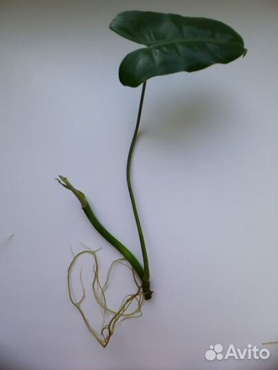 Филодендрон