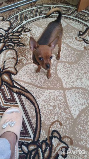 Русский той-терьер мини