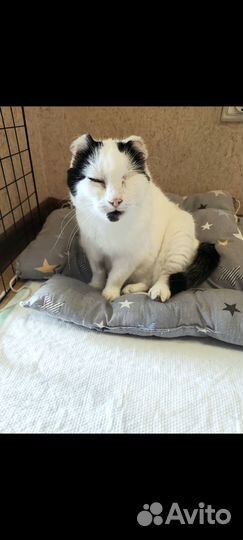 Кошечка в добрые руки