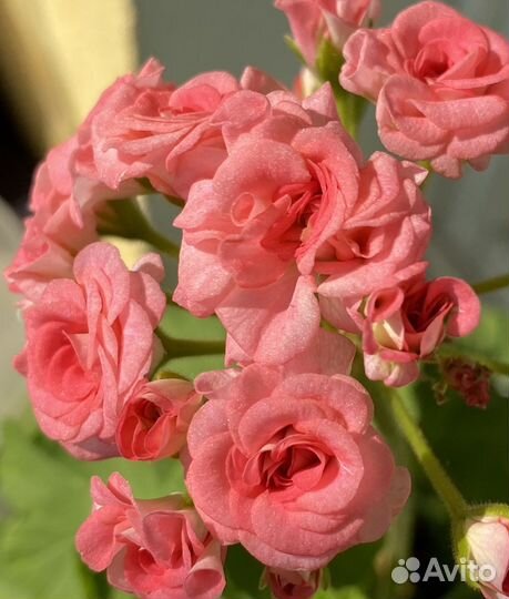 Продам пеларгонию 