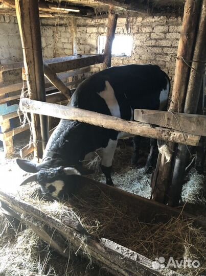 Телята бычки мясные