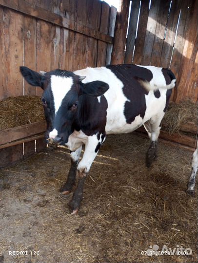 Телочка10месяцев