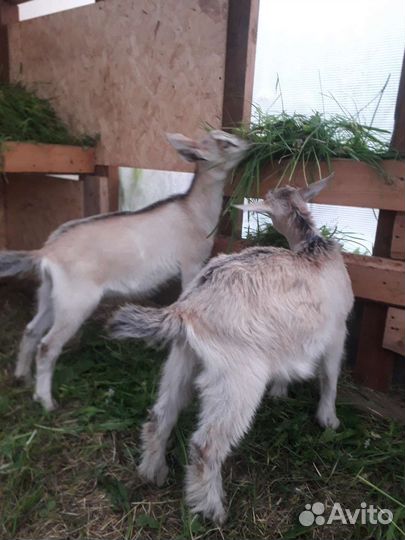 Козы и козлята