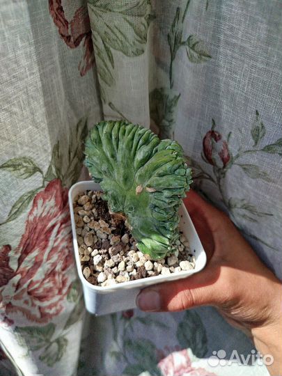 Суккуленты