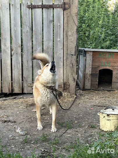 Пес выживает у неблагополучных