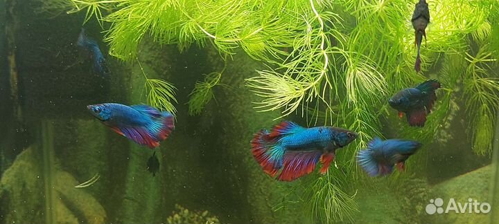 Рыбка петушок