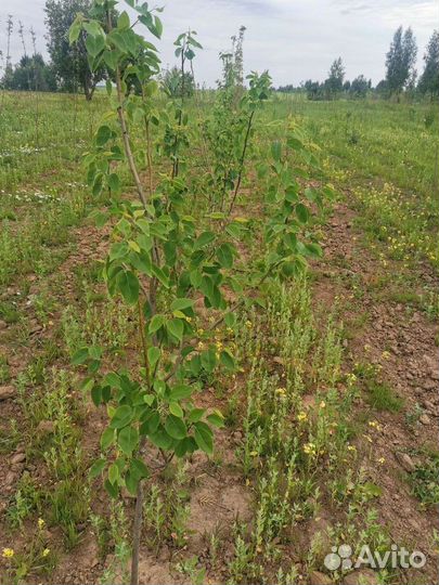 Партнерство в сх проектах