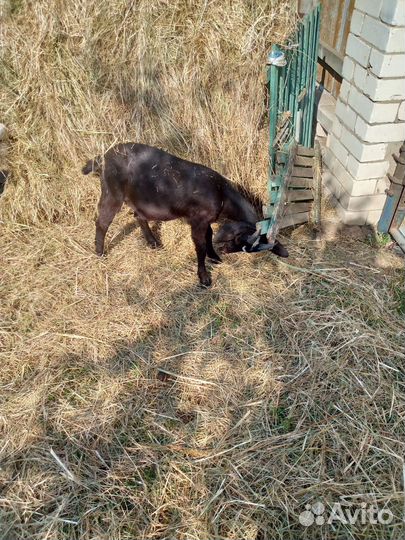 Козлята, козёл