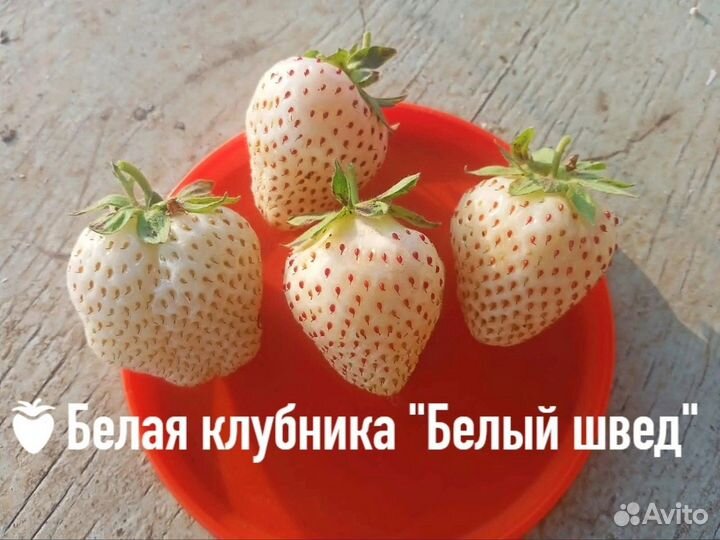 Клубника, сорт Фрагола Бьянка, гипоаллергенный
