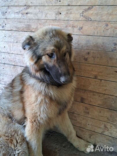 Метис немецкой овчарки и аляскинского маламута