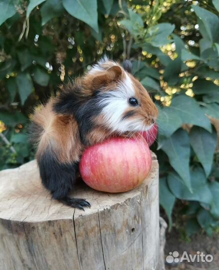 Разные морские свинки