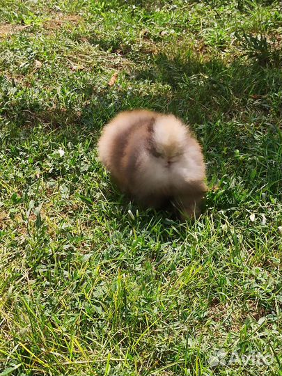 Померанский шпиц медвежьего типа