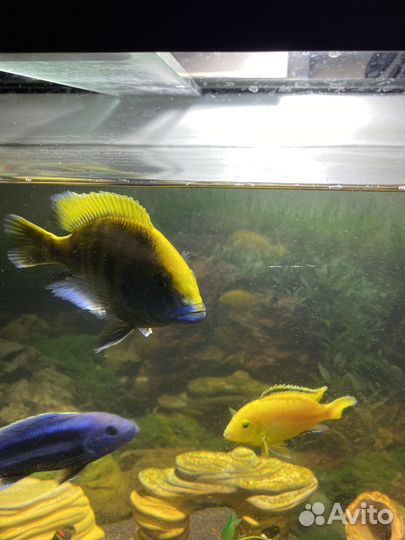 Рыбы цихлиды