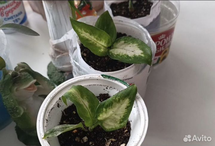 Диффенбахия