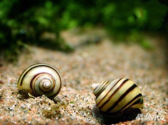 Улитки спикси аквариумные